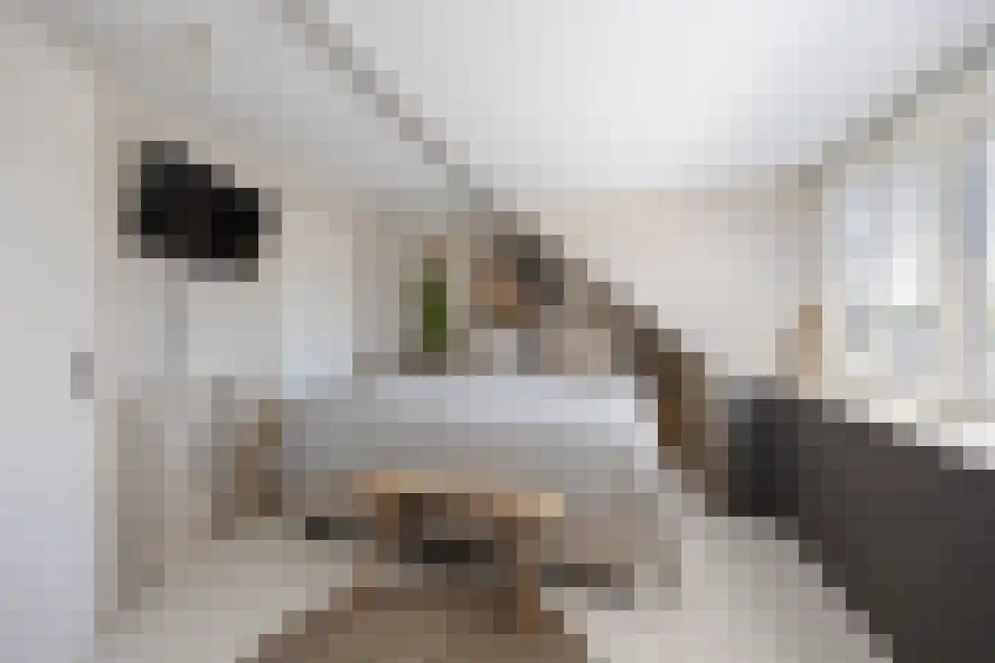 Klaverpas 13 Druten thumbnail 48