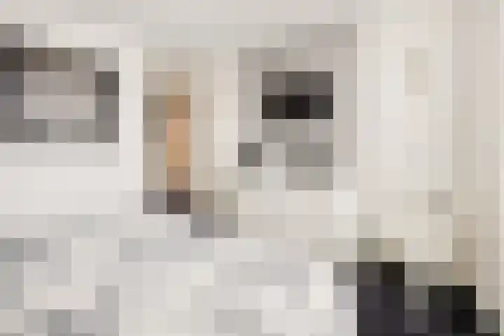 Klaverpas 27 Druten thumbnail 34