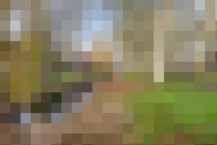 Klaverruiter 14 Hellevoetsluis thumbnail 37