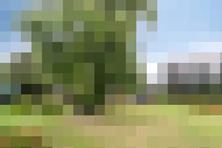 Klaverweg 3 Colijnsplaat thumbnail 7