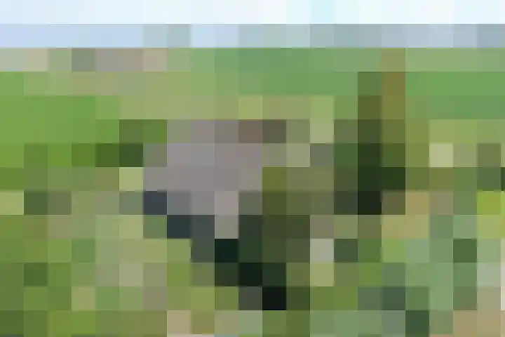 Klaverweg 3 Colijnsplaat thumbnail 72