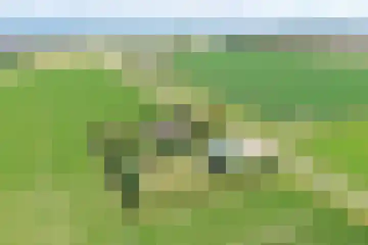 Klaverweg 3 Colijnsplaat thumbnail 74