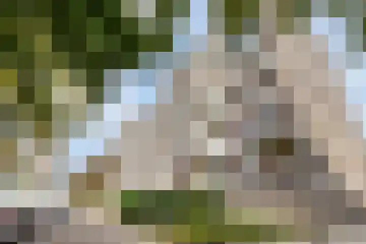Klaverweide 262 Voorburg thumbnail 6
