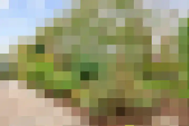Kleasterwei 5 Tzummarum thumbnail 49