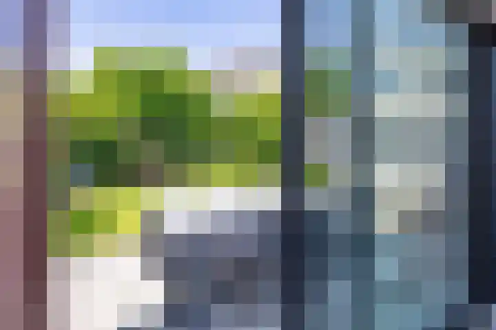 Kleefkruid 13 Venray thumbnail 5
