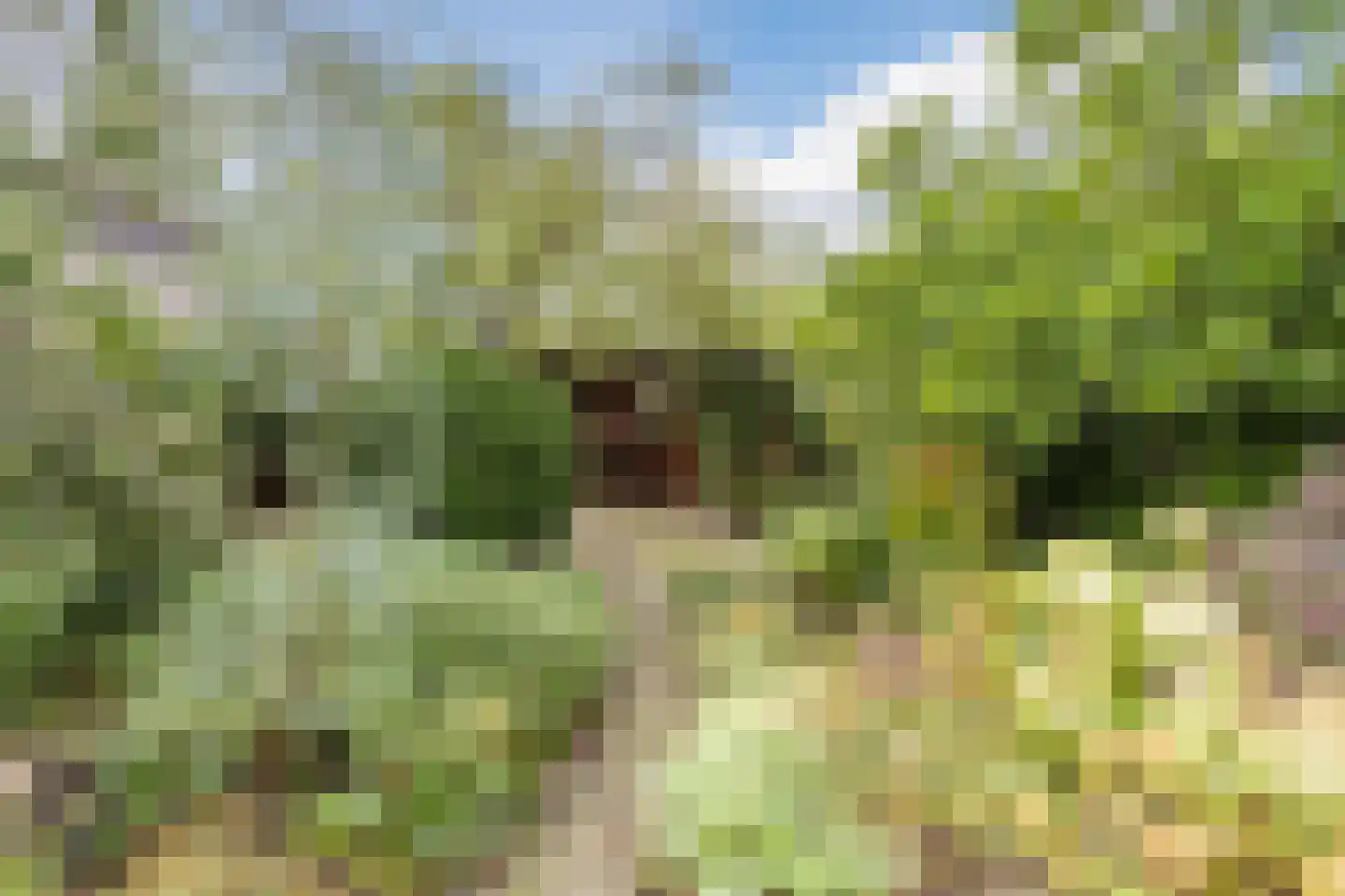 Kleefkruid 93 Cuijk thumbnail 24