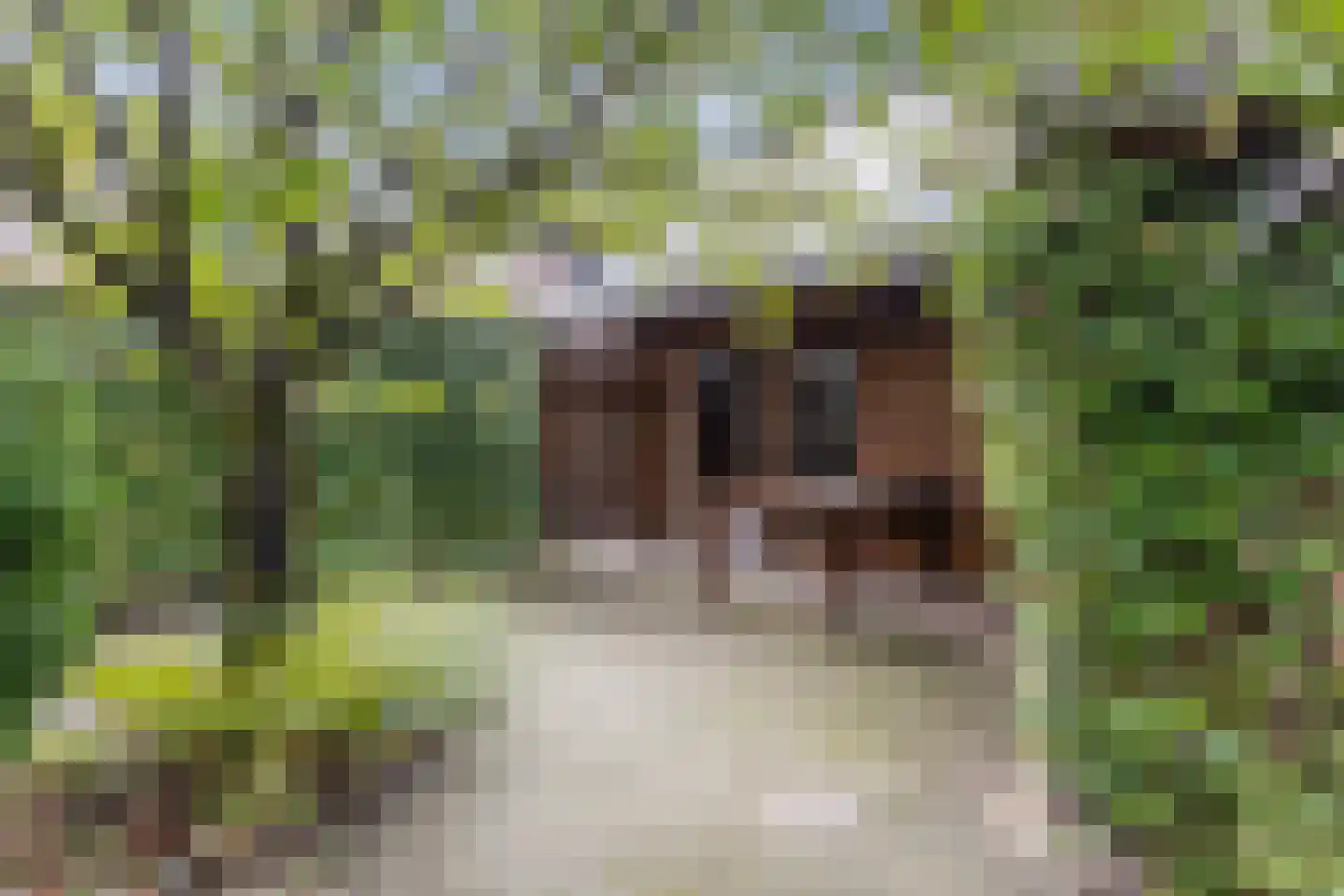 Kleefkruid 93 Cuijk thumbnail 25