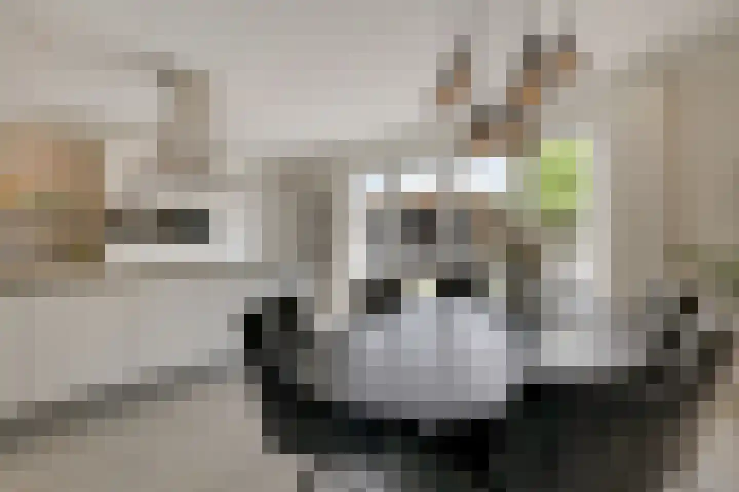 Kleefse Allee 9 Wehl thumbnail 23