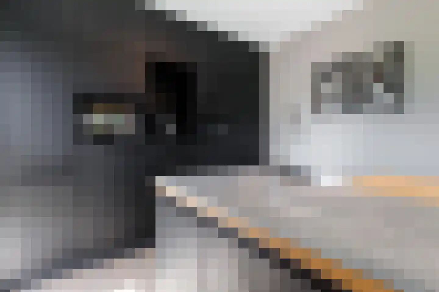 Kleen-Esch 31 Hoge Hexel thumbnail 24