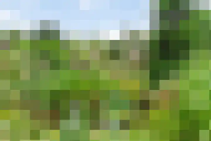 Kleidonk 19 Beuningen Gld thumbnail 44