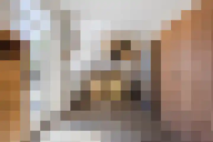 Kleiheuvel 4 Best thumbnail 21