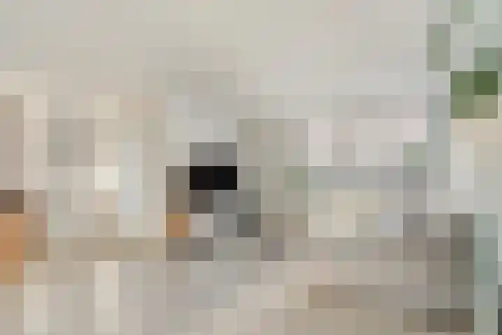 Kleijnaarstraat 3 Someren thumbnail 6