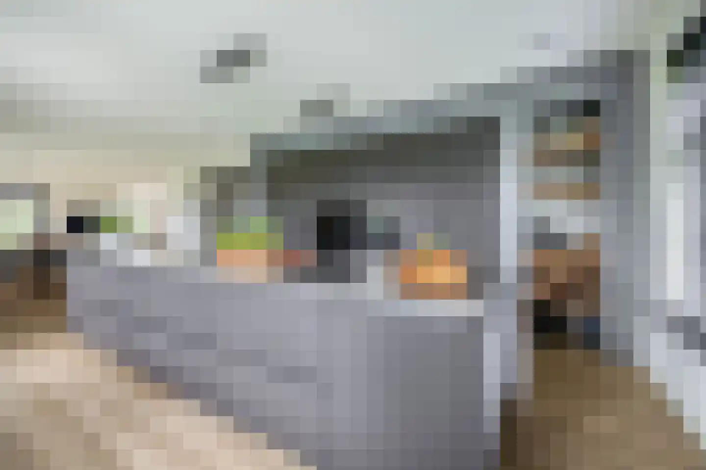 Kleijnvenke 2 Arcen thumbnail 14