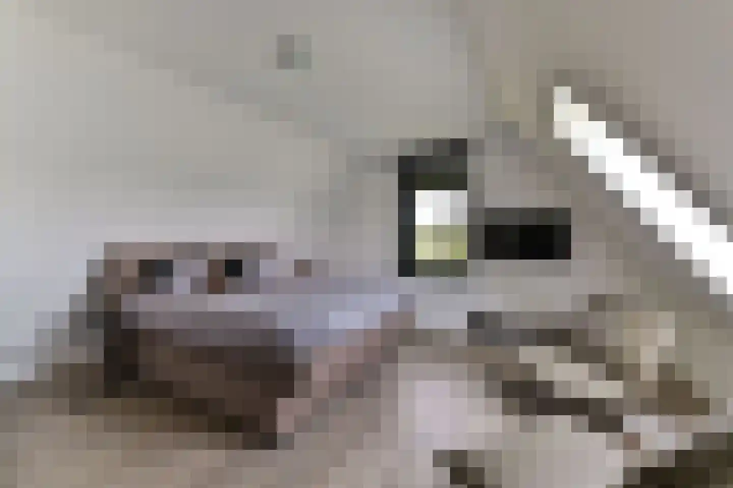 Kleijnvenke 2 Arcen thumbnail 14