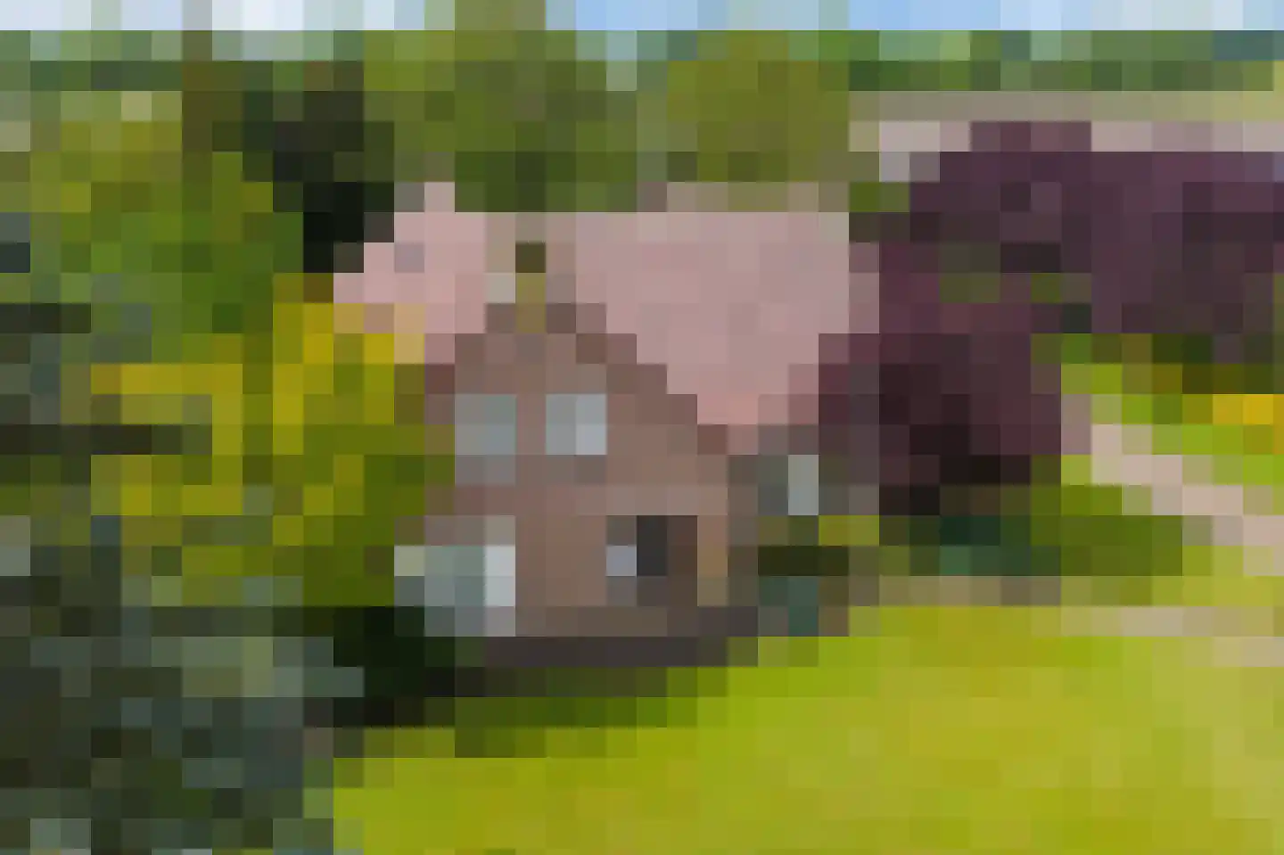 Kleikampen 6 Gemert