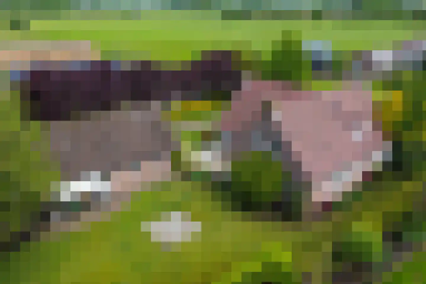 Kleikampen 6 Gemert thumbnail 60