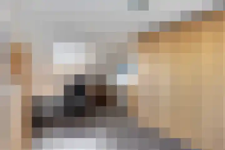 Kleimos 14 Zwolle thumbnail 28