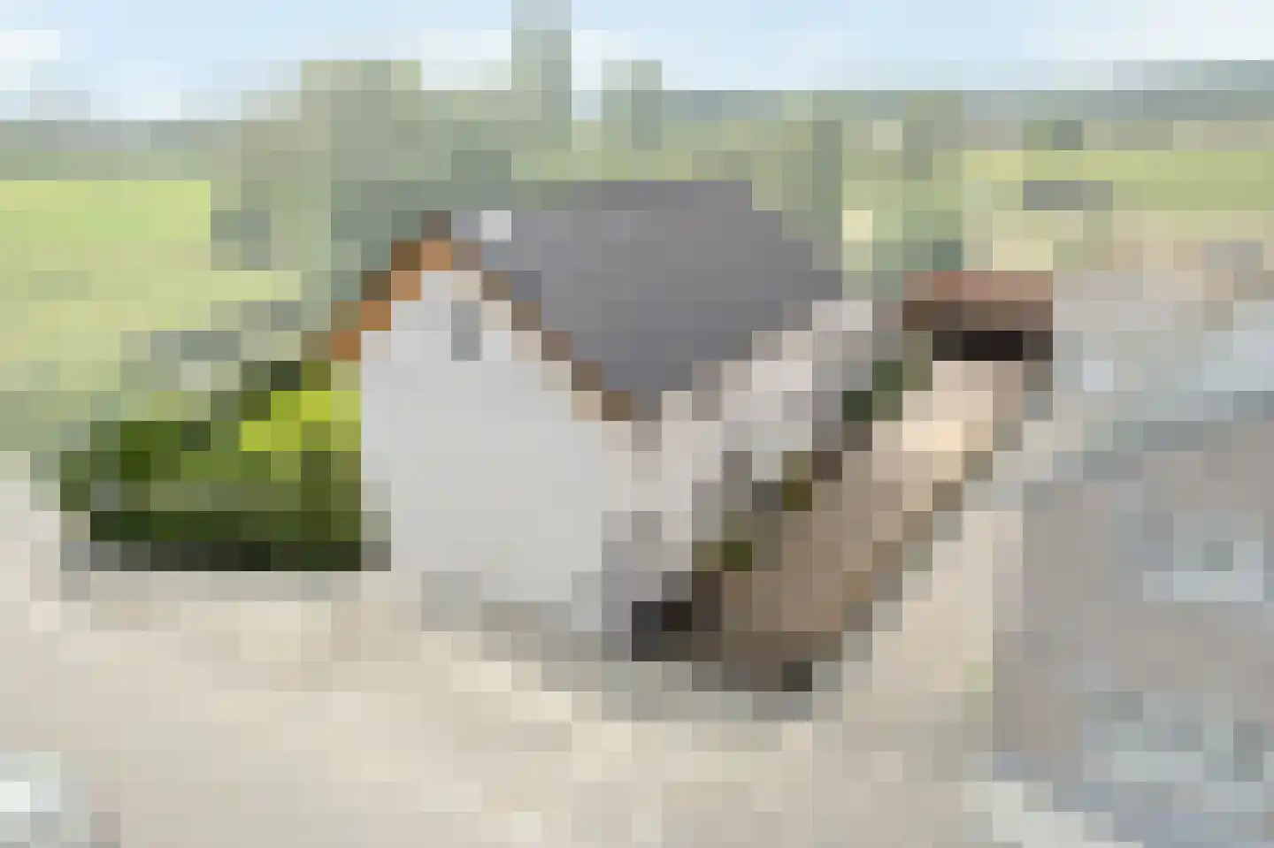 Klein Belgie 12 Vijfhuizen thumbnail 17