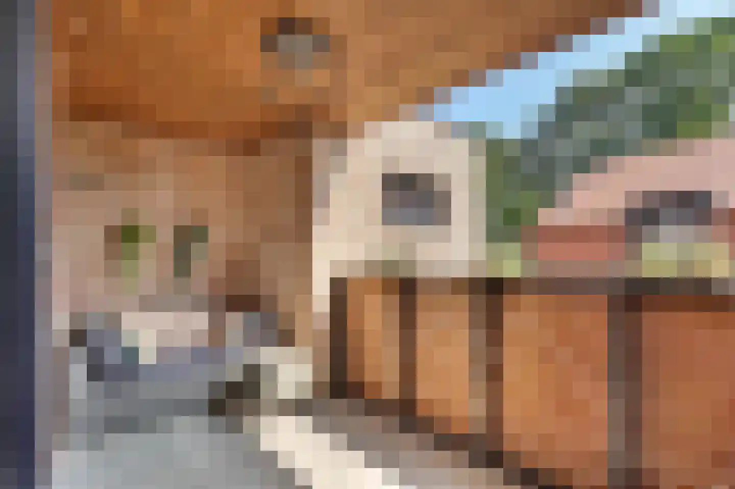 Klein Belgie 15 A Vijfhuizen thumbnail 19