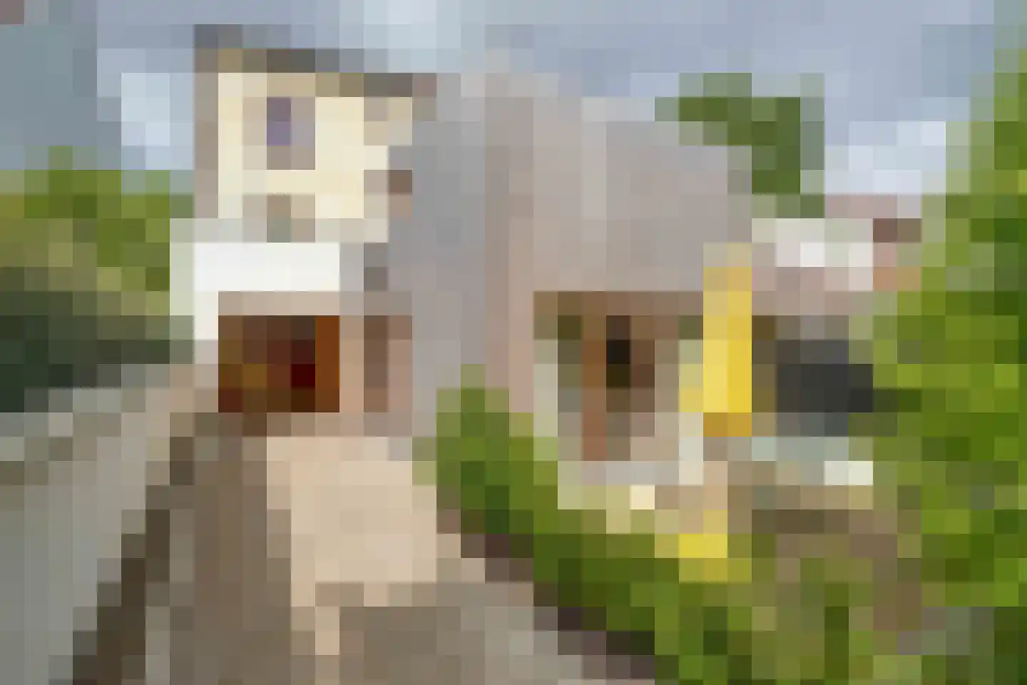 Klein Belgie 16 in Vijfhuizen