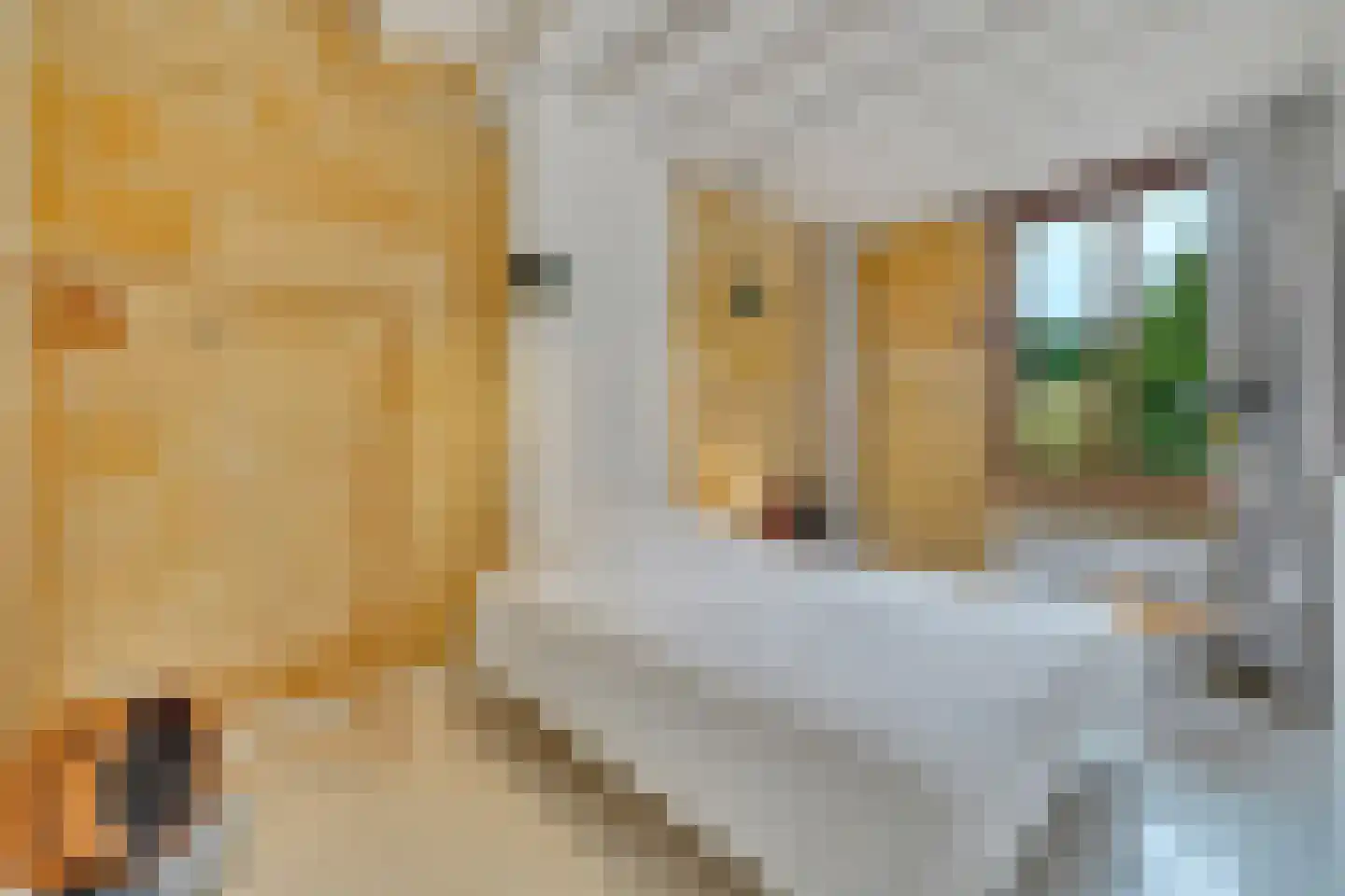 Klein Belgie 16 Vijfhuizen thumbnail 14