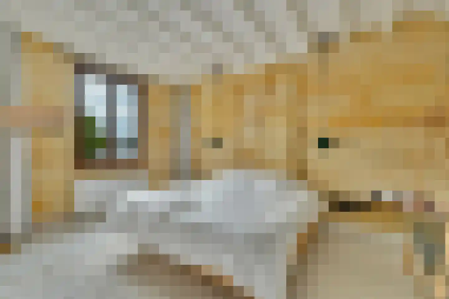 Klein Belgie 16 Vijfhuizen thumbnail 15