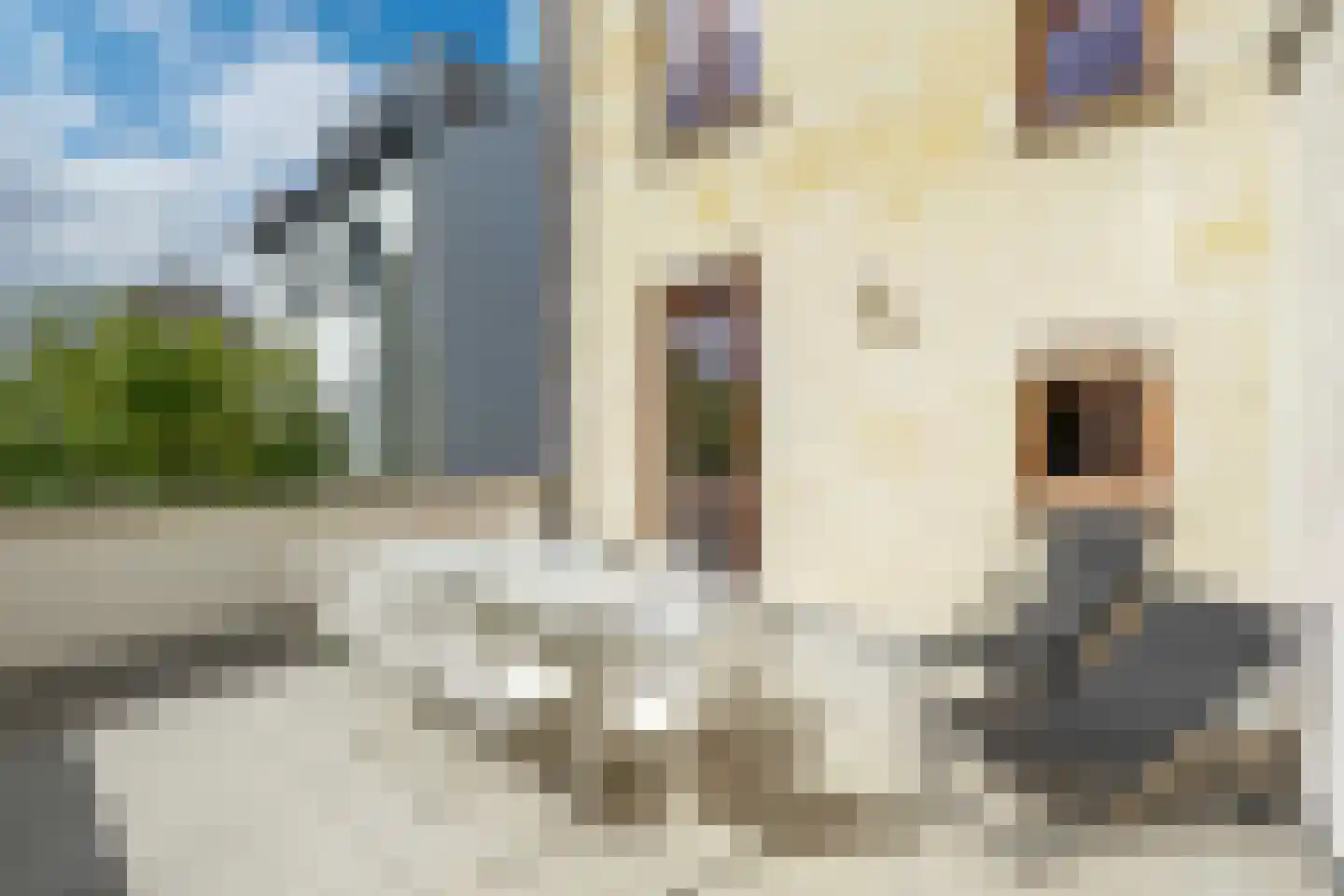 Klein Belgie 16 Vijfhuizen thumbnail 24