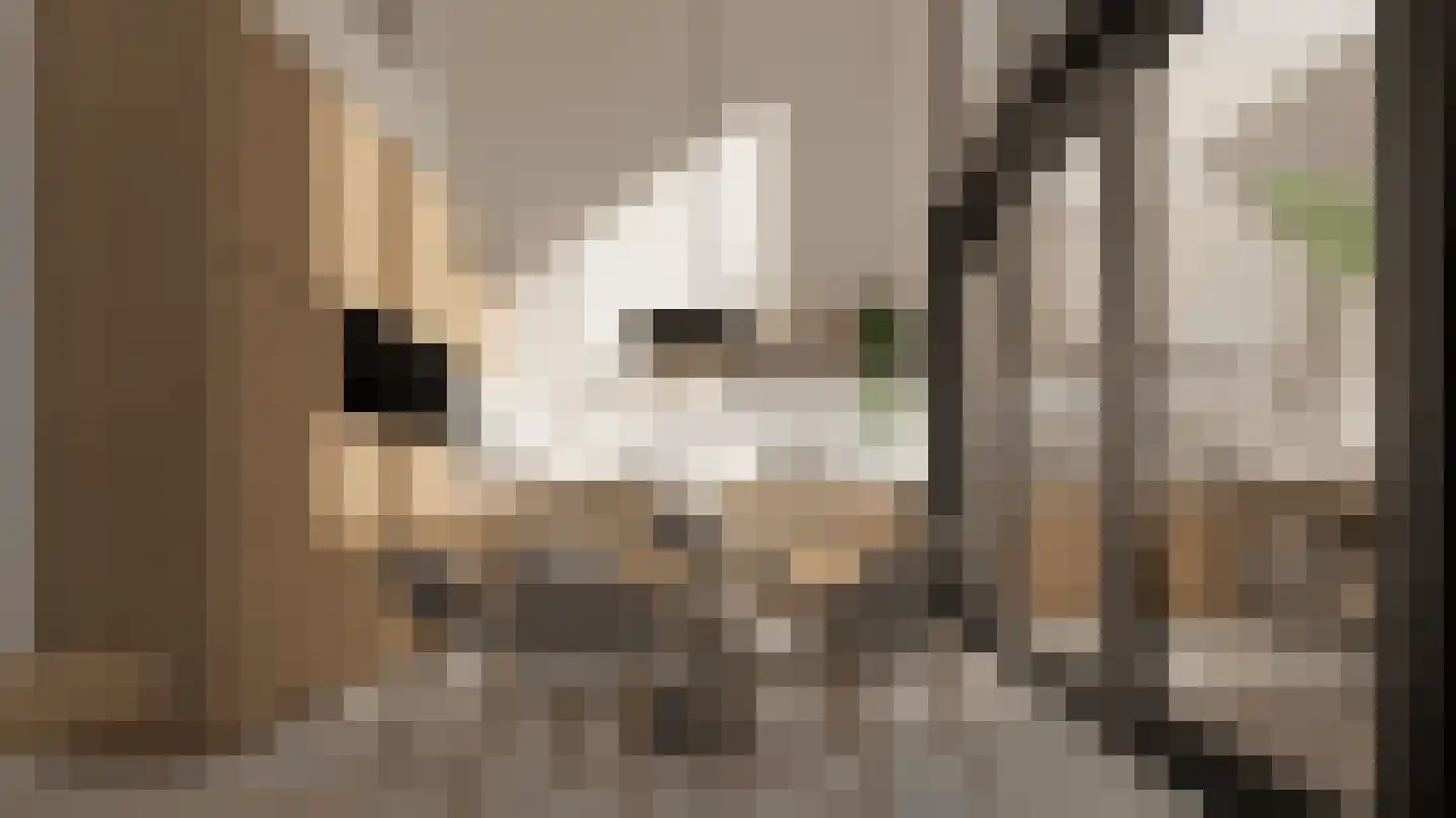 Klein Belgie 23 Vijfhuizen thumbnail 13