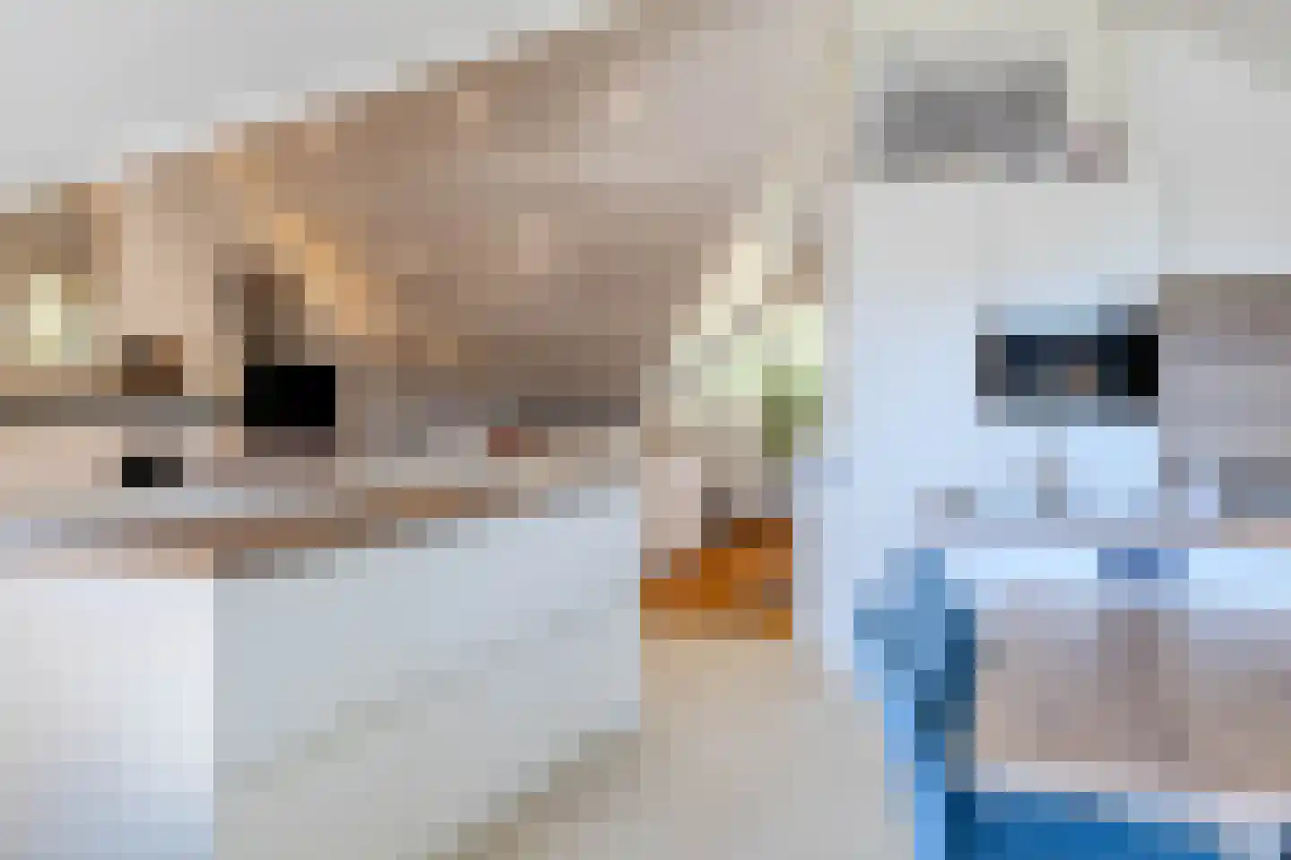 Klein Belgie 3621 Rekem Vijfhuizen thumbnail 10