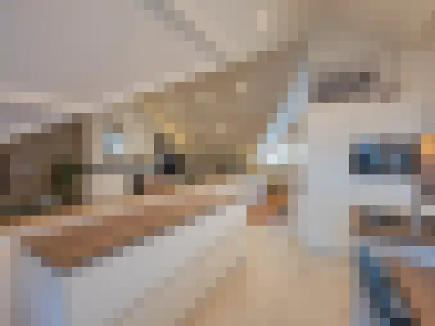 Klein Belgie 3621 Rekem Vijfhuizen thumbnail 5