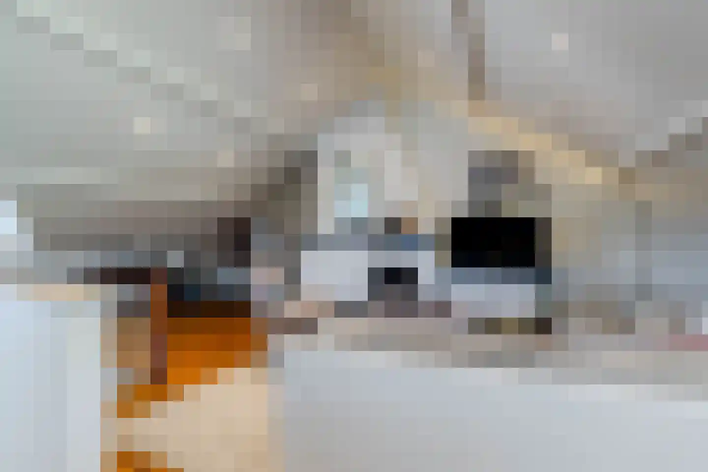 Klein Belgie 3621 Rekem Vijfhuizen thumbnail 6