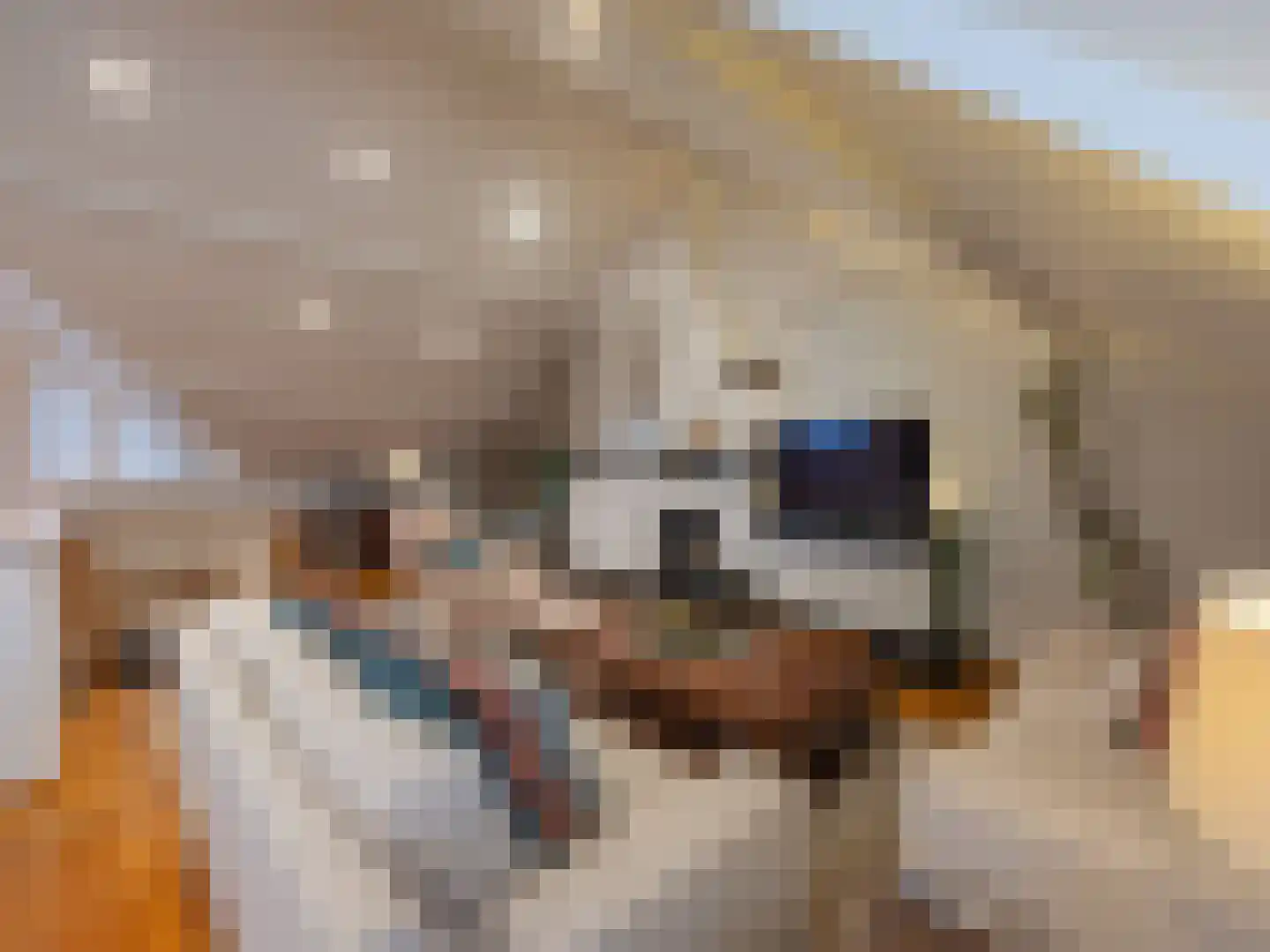 Klein Belgie 3621 Rekem Vijfhuizen thumbnail 8