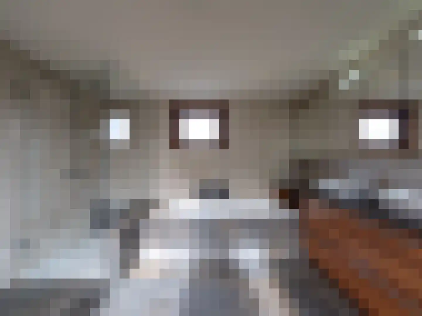 Klein Belgie 3650 Dilsen Vijfhuizen thumbnail 9