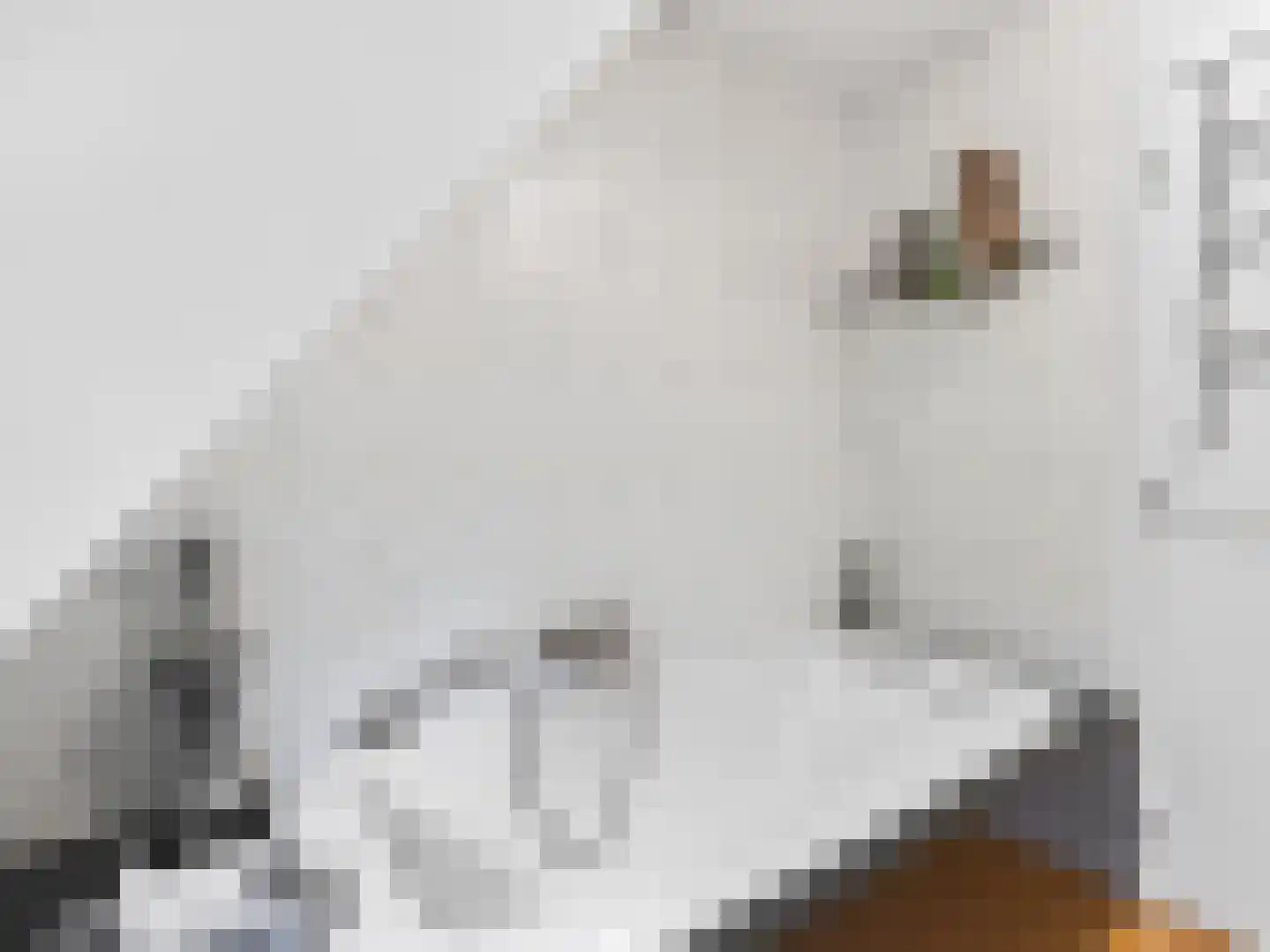 Klein Belgie 4 3650 Vijfhuizen thumbnail 32