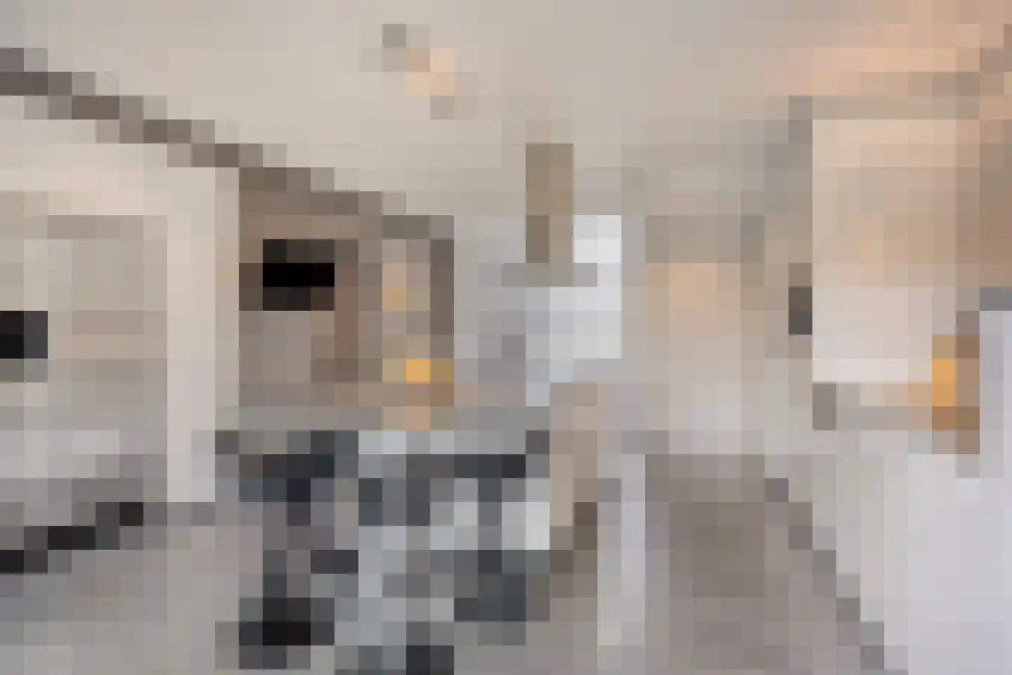 Klein Belgie 42 Vijfhuizen thumbnail 12