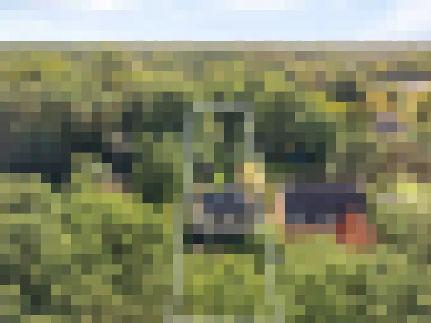 Klein Belgie 43 Vijfhuizen thumbnail 6