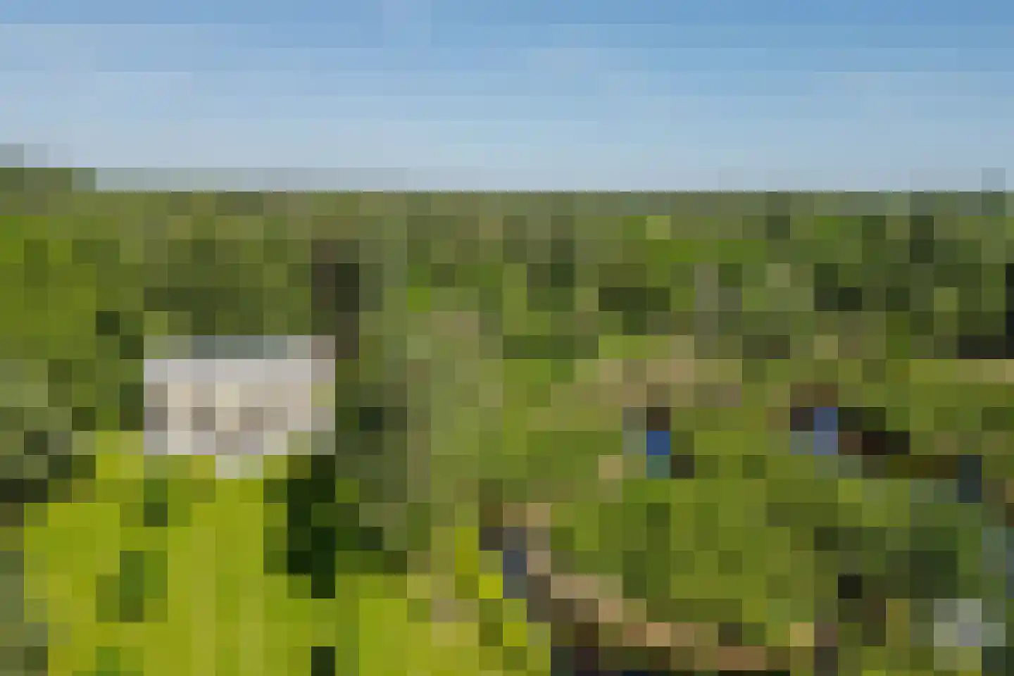Klein Belgie 51 Vijfhuizen thumbnail 4