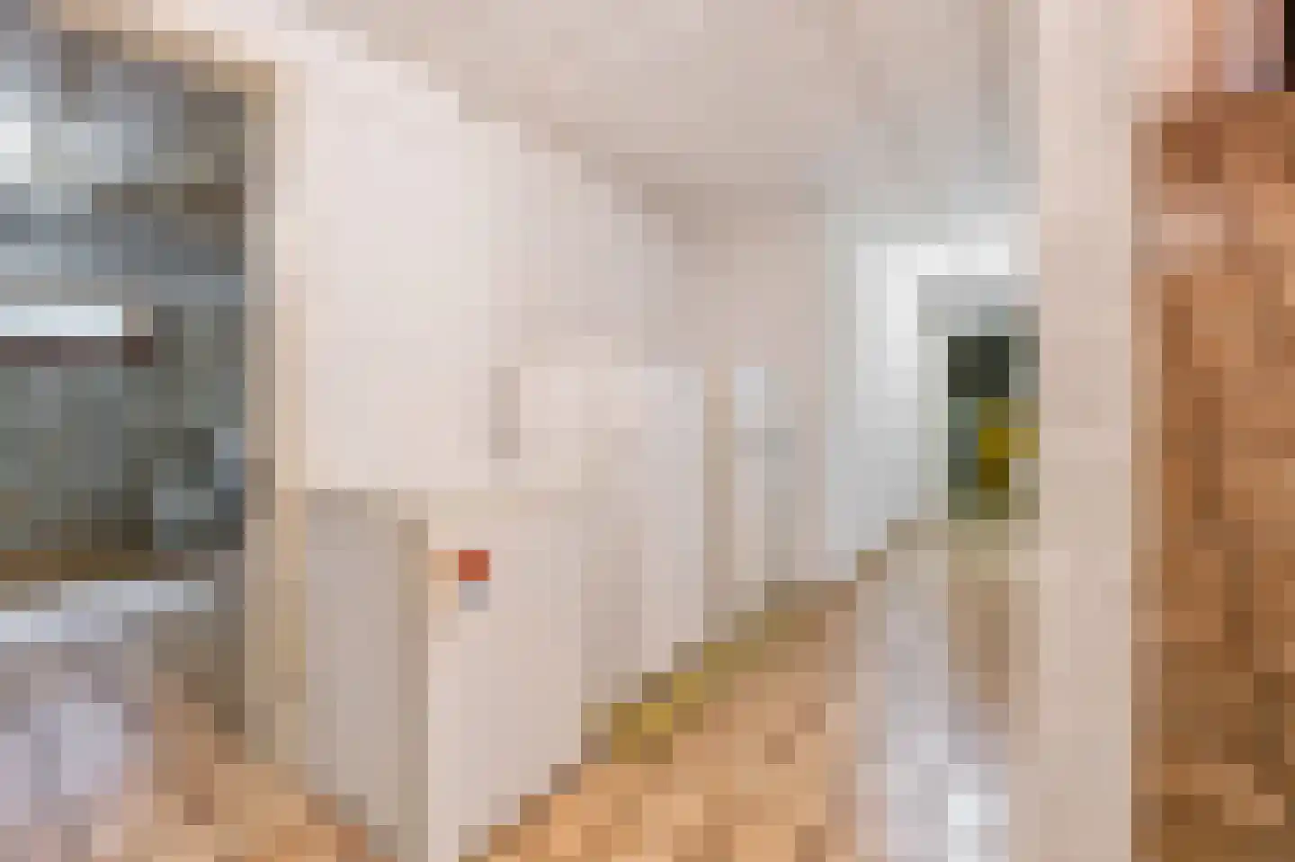 Klein Belgie 59 Vijfhuizen thumbnail 21