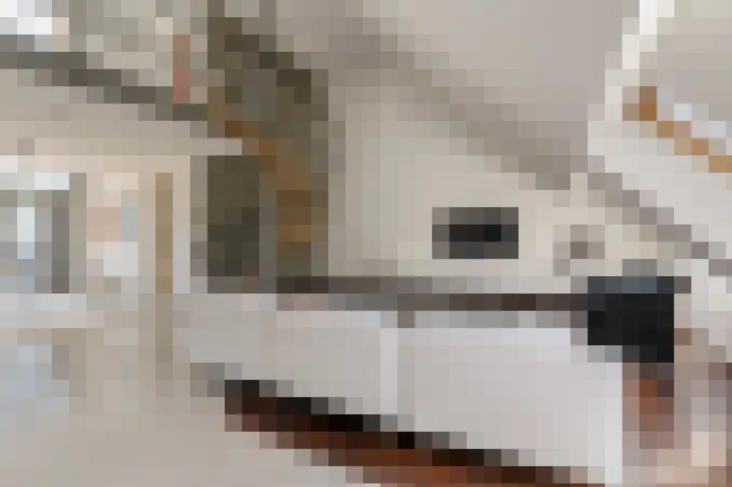 Klein Belgie 6 Vijfhuizen thumbnail 8