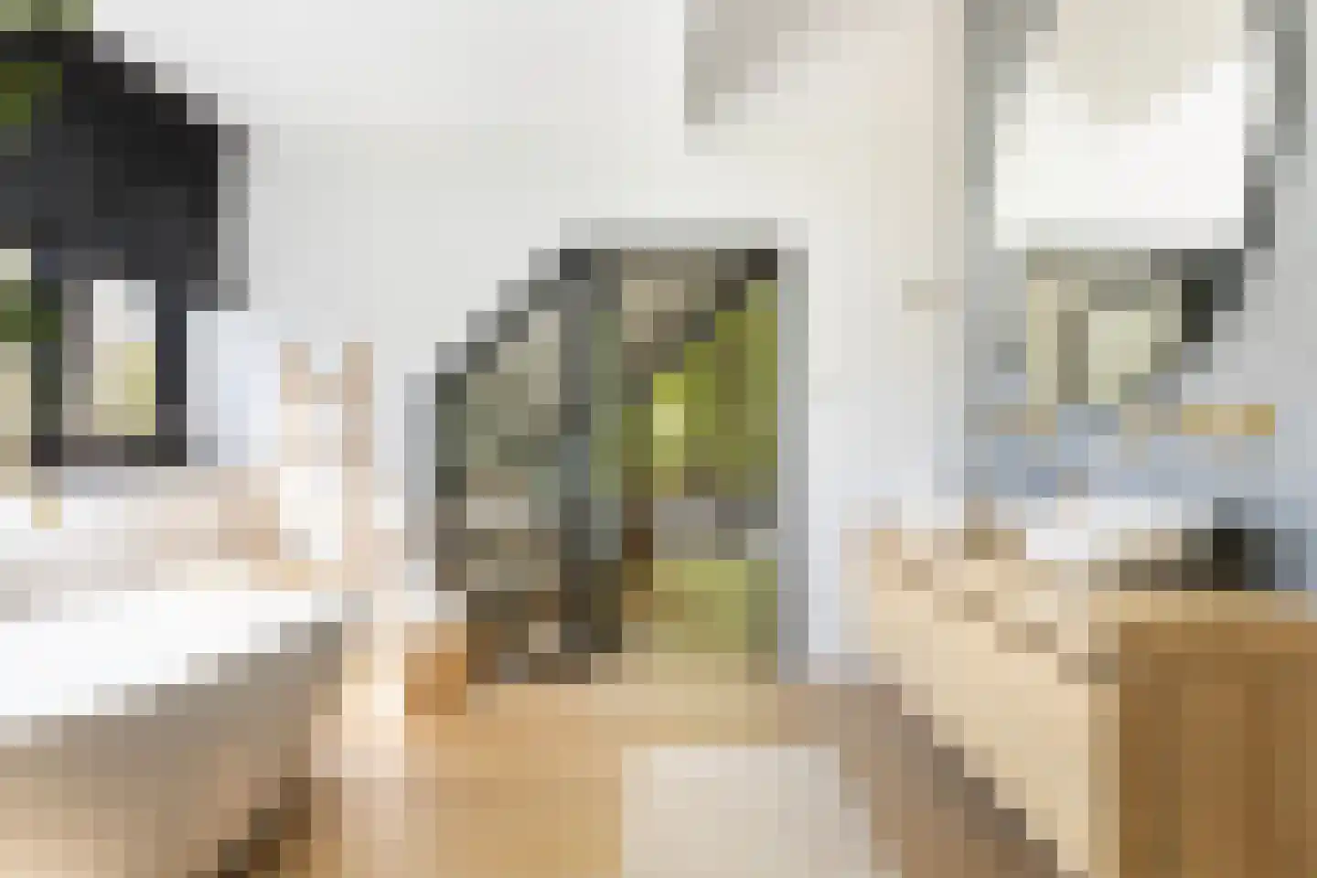 Klein Cannenburgh 4 Wenum Wiesel thumbnail 89