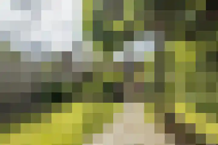 Klein-Haasdal 15 Schimmert thumbnail 33