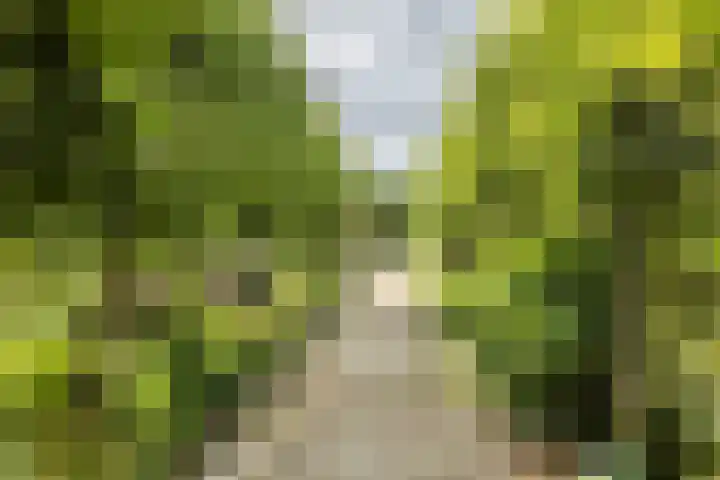 Klein-Haasdal 15 Schimmert thumbnail 34