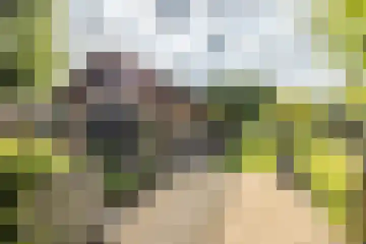 Klein-Haasdal 15 Schimmert thumbnail 36