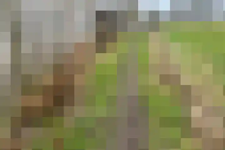 Klein-Haasdal 6 Schimmert thumbnail 25