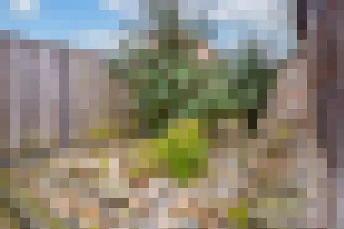 Klein-Haasdal 79 Schimmert thumbnail 36