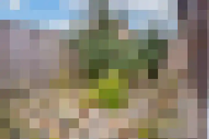 Klein-Haasdal 79 Schimmert thumbnail 36