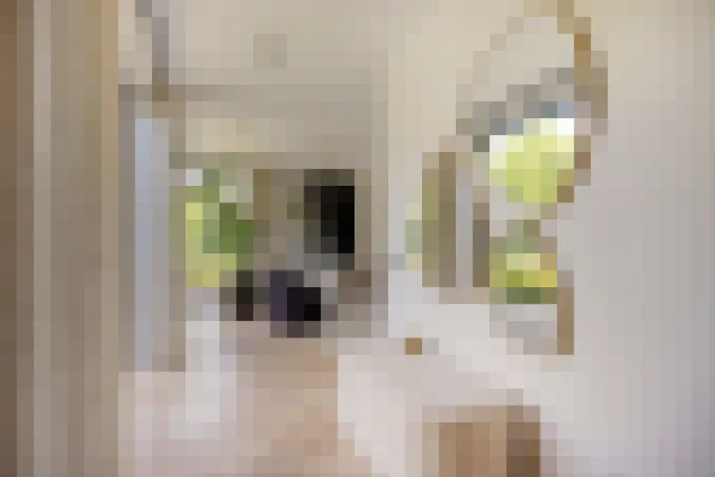 Klein Hoefblad 17 Uden thumbnail 14