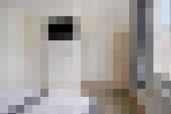 Klein Vink 4 2328 Arcen thumbnail 17