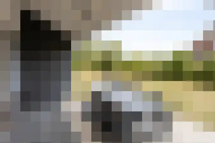 Klein Vink 4 2328 Arcen thumbnail 35