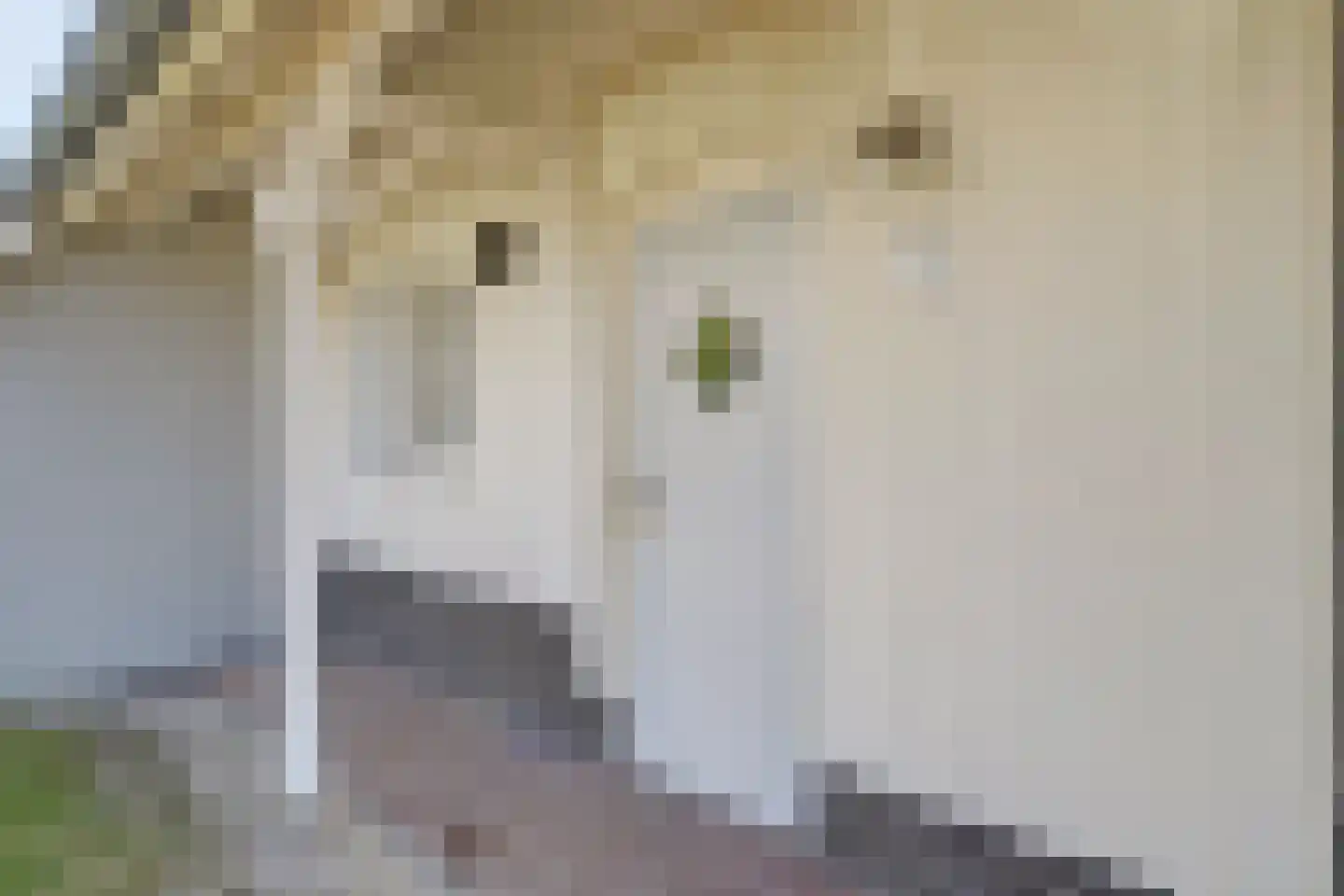 Klein Vink 4 2397 Arcen thumbnail 5